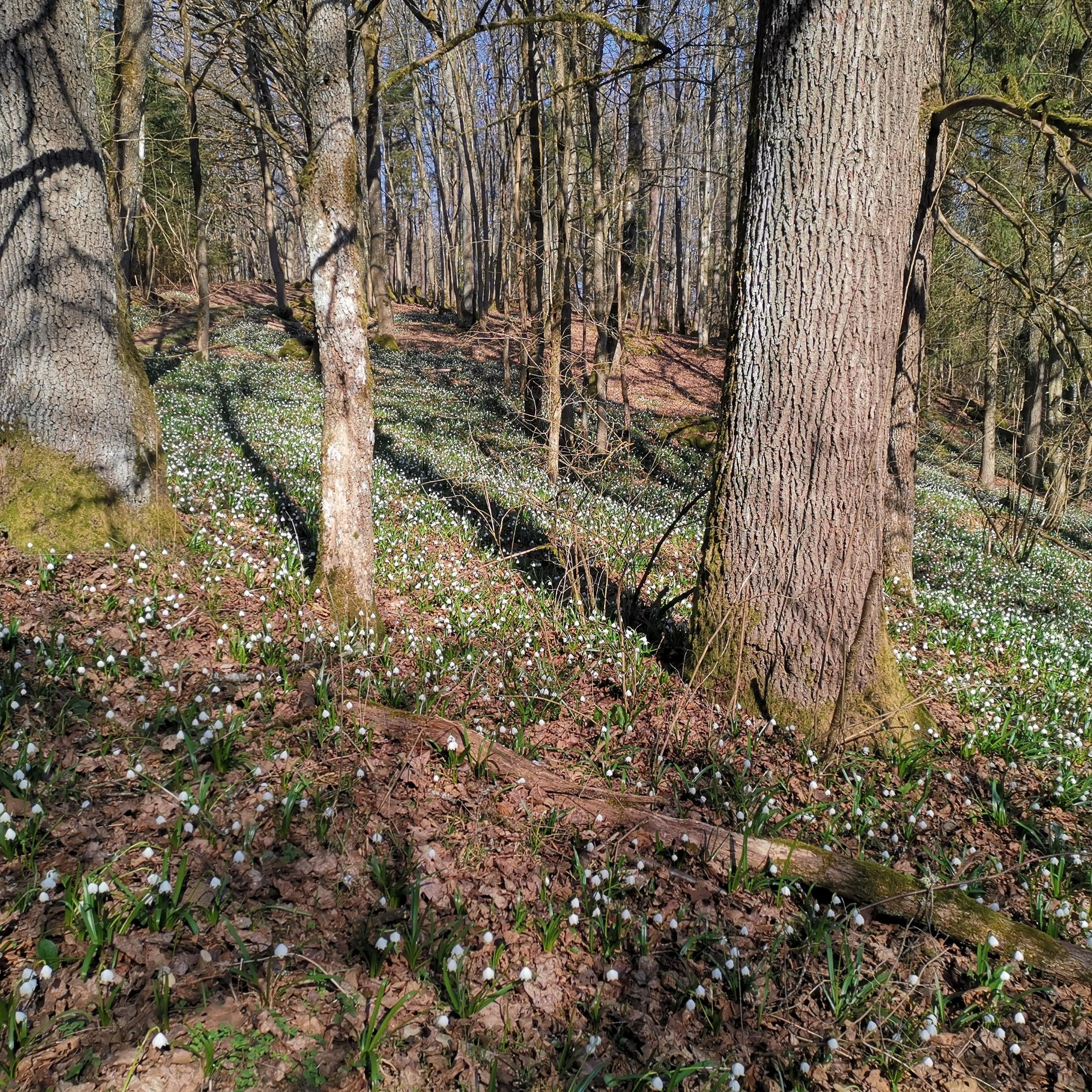 Wanderung Märzenbechertal